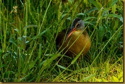 Virginia Rail