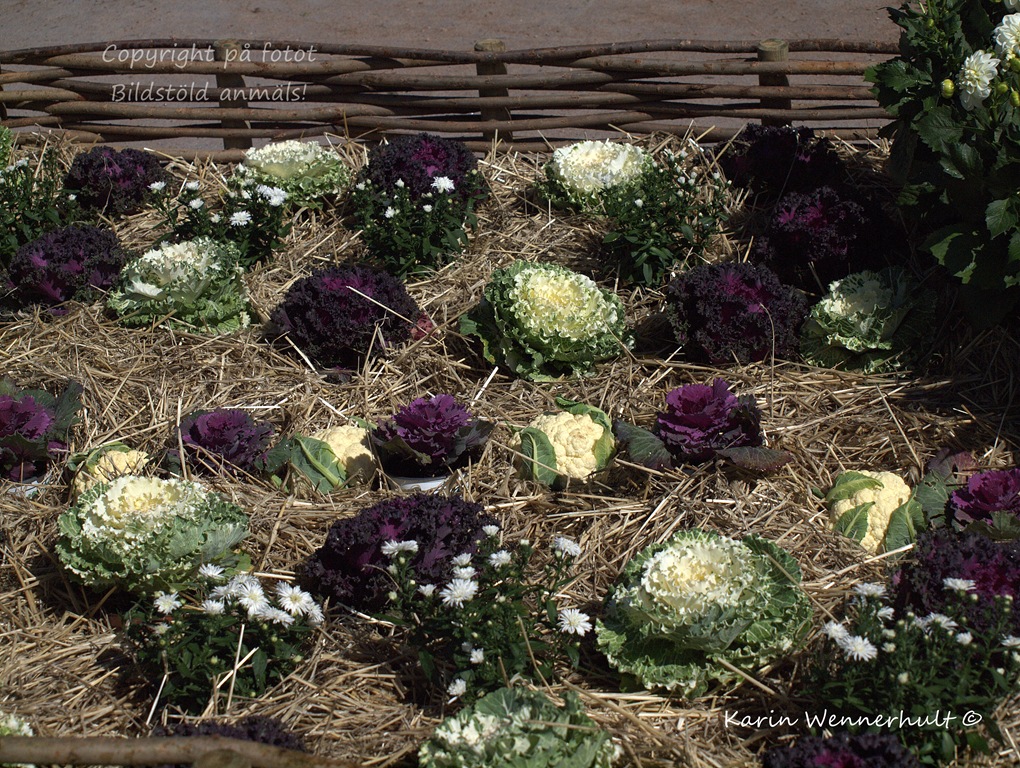 [Vitolilafrisesallat%255B3%255D.jpg]
