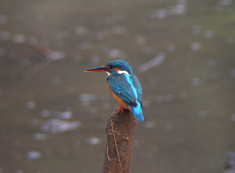 [Common%2520Kingfisher%2520ad%255B4%255D.jpg]