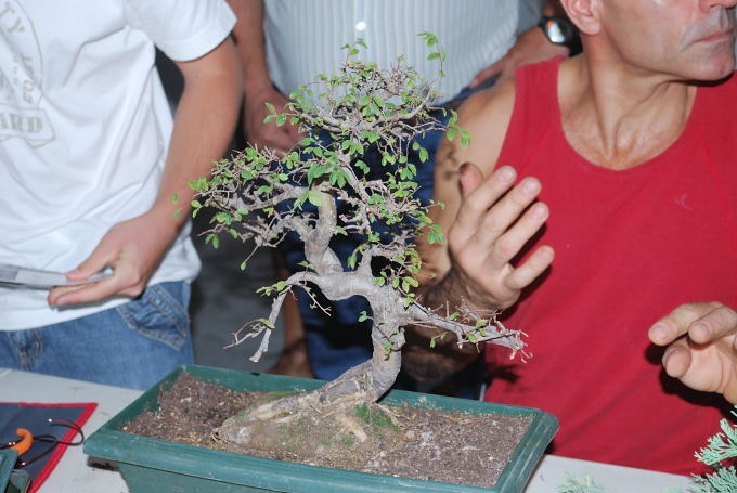 Zelkova de Samuel.