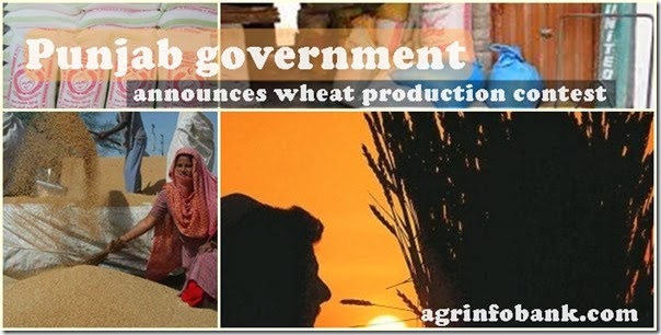 Punjab government announces wheat production contest Punjab government announces wheat production contest