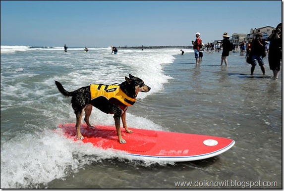 Surf Dog