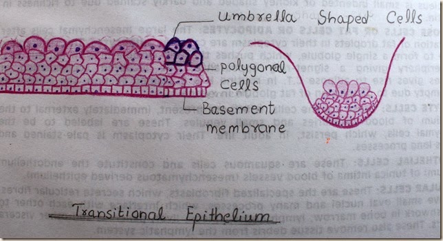 transitional epithelium high resolution histology diagram