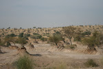 Jodhpur, India 043.JPG