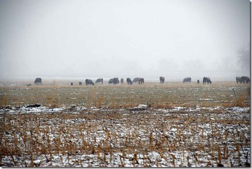 Snow Cows