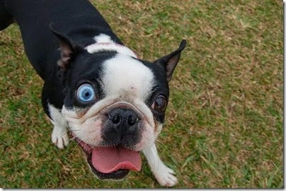gatos y perros con un ojo diferente cosasdivertidas net (6) gatos y perros con un ojo diferente cosasdivertidas net (6)