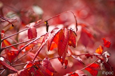 IMG_0496 IMG_0496