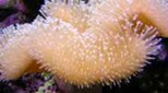 Biodiversité corail cuir