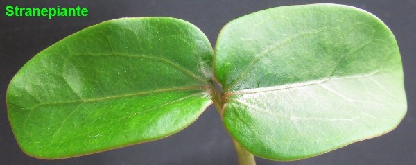 [cotiledoni%2520jatropha%2520podagrica%255B2%255D.jpg]