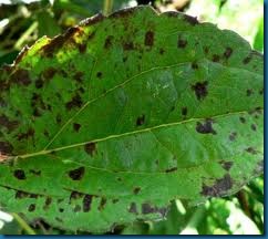 blackspot on coneflower leaf