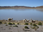 Thirsty but fashionable (check out their earrings!) llamas. Bit doff though, the lake was frozen over and they couldn't figure out how to get a drink of water. But don't worry, just to the right off-frame there was a stream which flowed into the lake and a patch of unfrozen water - the llamas were heading that way slowly so would have eventually gotten their drink of water!