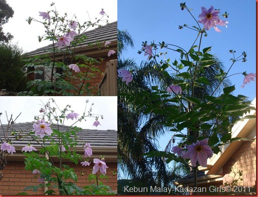 dahlia imperialis