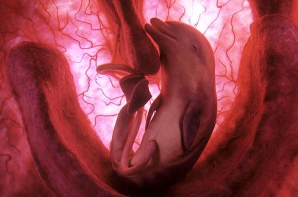 [top-ten-amazing-animals-in-womb-dolphin%255B3%255D.jpg]
