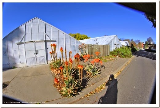 Flowering aloes on the UC Davis campus (end of February 2015)