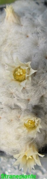 [fiori-Mammillaria-plumosa10.jpg]
