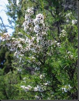 arbol_del_te