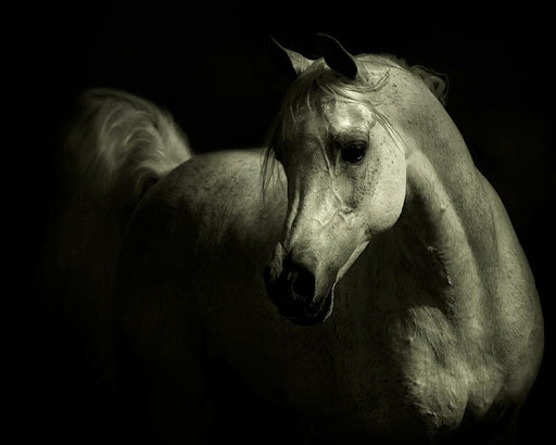 Arabian Wojtek Kwiatkowski Horse Photography