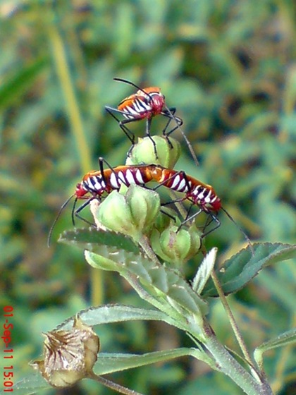 Dysdercus cingulatus - Red Cotton Bug - Bapak Pucung