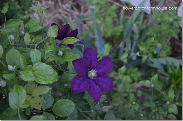 warsaw nike clematis