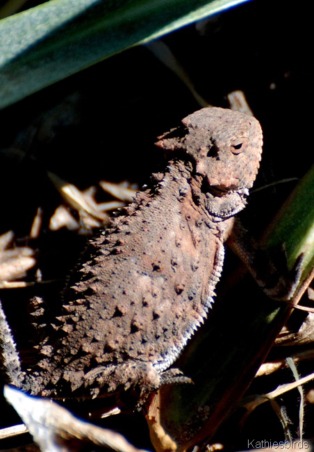 17. horned toad-kab