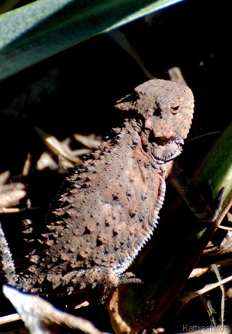 17. horned toad-kab 17. horned toad-kab