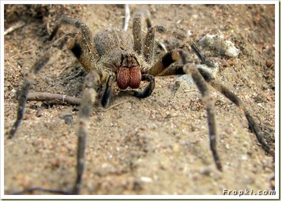 11 Most Poisonous Animals in the World: Box Jellyfish, King Cobra, Marbled Cone Snail, Blue-Ringed Octopus, Death Stalker Scorpion, Stonefish, and the last one is.....