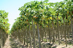 Papaya trees, on the road to Karaiva, Brazil