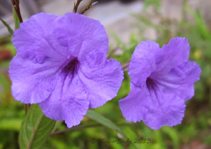 [12-25-mexican-petunias%255B4%255D.jpg]