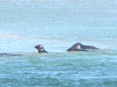 7.30.12 Chatham light beach seal near sand bar2