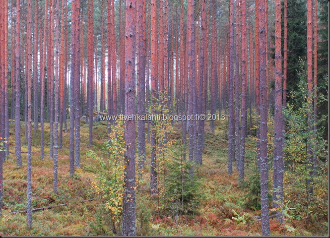 sienimetsällä 053 sienimetsällä 053