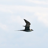 Long-tailed jaeger
