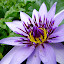 Nénuphar butiné