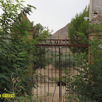 ex pistacchieto Monte Sara - foto di Domenico Oliveri