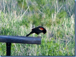 IMG_4344 Bronte Creek Provincial Park Red-winged Blackbird IMG_4344 Bronte Creek Provincial Park Red-winged Blackbird