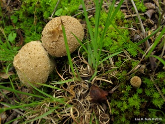 gem-studded puballs and infant