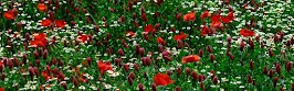 flower panoram_nebesnoe.info_15.jpg