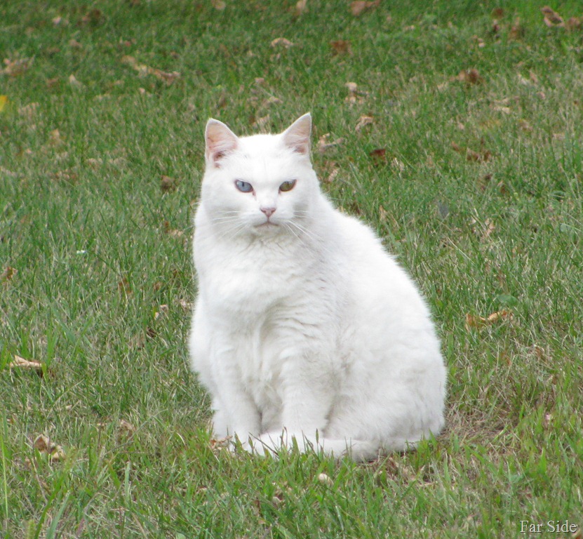 [The%2520white%2520cat%2520is%2520grumpy%255B10%255D.jpg]
