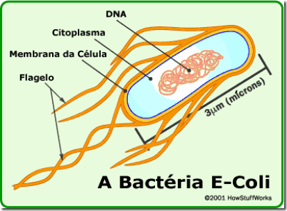 E-coli E-coli
