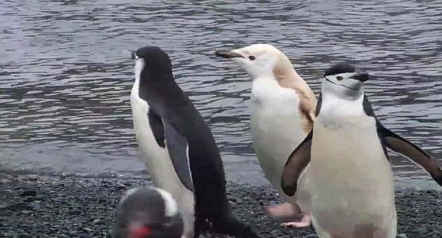 [Chinstrap%2520penguins%2527%2520black%2520and%2520white%2520colouring%2520camouflages%2520them%2520when%2520they%2520dive%2520for%2520fish%255B4%255D.jpg]