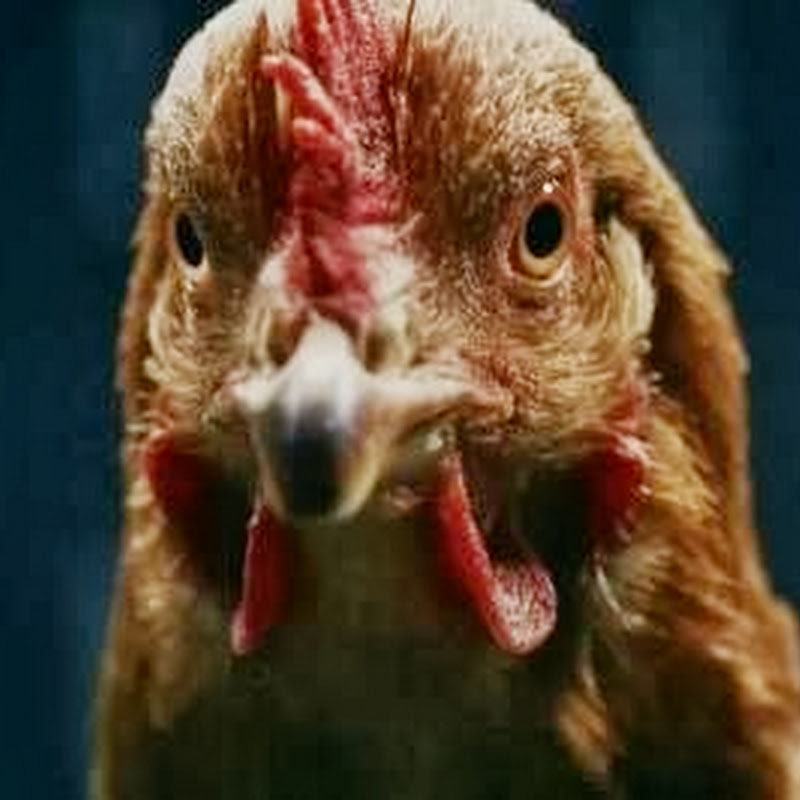 Y las gallinas se mueven: ¡Así!
