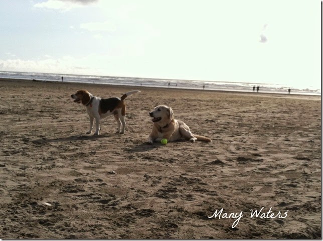 Many Waters Beach Puppies