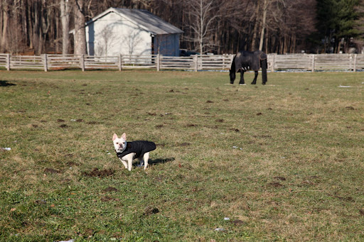 Hey big guys - how are you doing?  Just wondering - why do your hooves make such neat arched footprints?