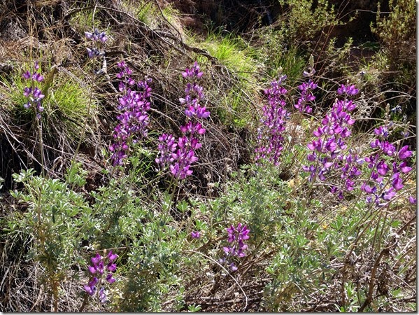 Pinnacles National Park Pinnacles National Park