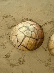 Stone or turtle? :)