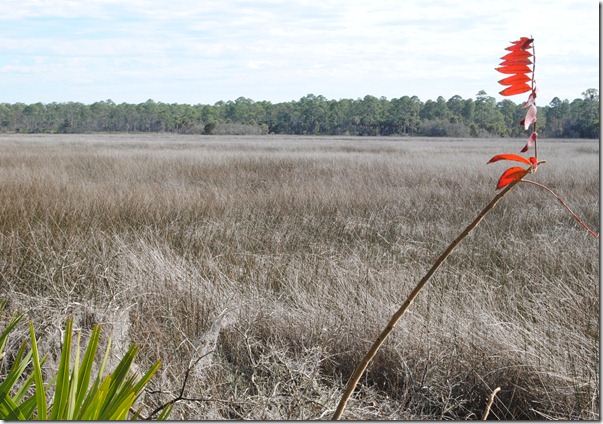 Salt Marsh