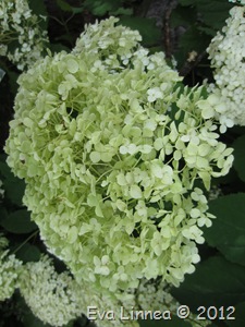 IMG_3369 IMG_3369