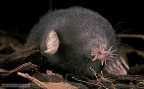 [Amazing%2520Animal%2520Pictures%2520Star%2520Nosed%2520Mole%2520%25287%2529%255B3%255D.jpg]