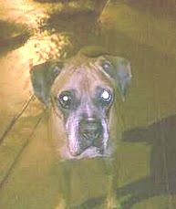 boxer encontrado adulto pueblo libre.jpg
