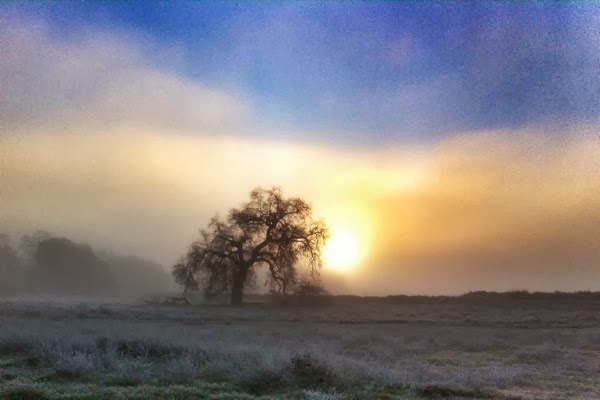 foggy sunrise tree