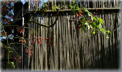 DSCN6518 DSCN6518